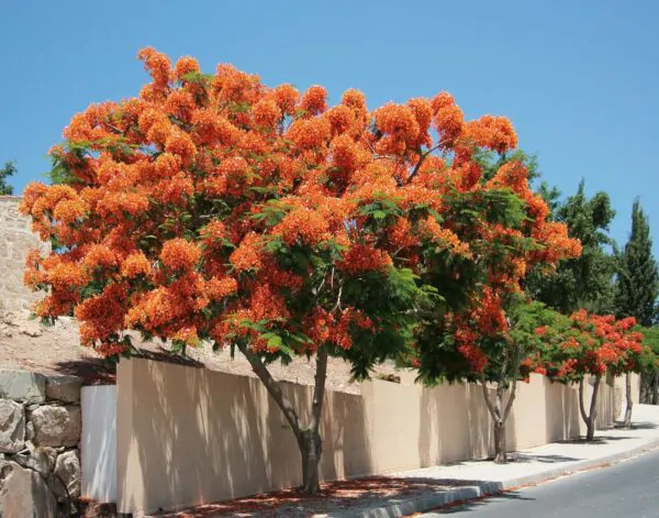 Delonix regia - Flamboyant, Royal Poinciana