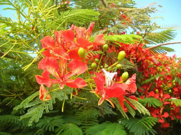 Delonix regia - Flamboyant, Royal Poinciana - Image 2