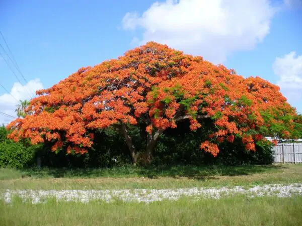 Delonix regia - Flamboyant, Royal Poinciana - Image 3