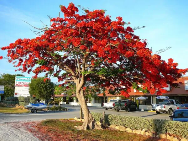 Delonix regia - Flamboyant, Royal Poinciana - Image 4