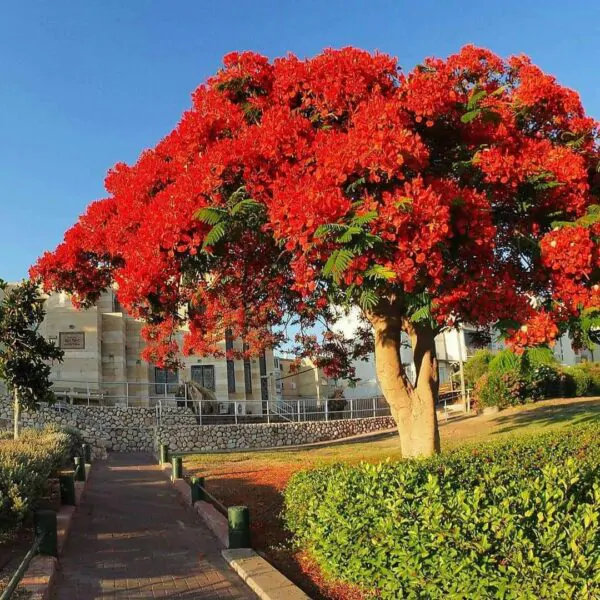 Delonix regia - Flamboyant, Royal Poinciana - Image 5