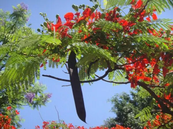 Delonix regia - Flamboyant, Royal Poinciana - Image 6