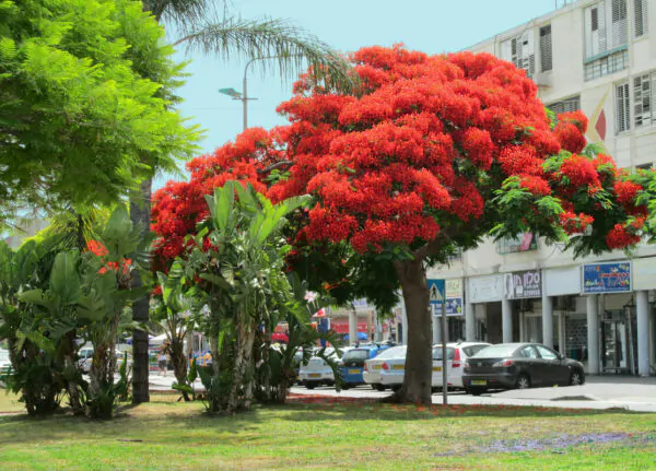 Delonix regia - Flamboyant, Royal Poinciana - Image 7