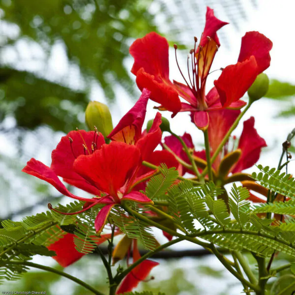 Delonix regia - Flamboyant, Royal Poinciana - Image 8