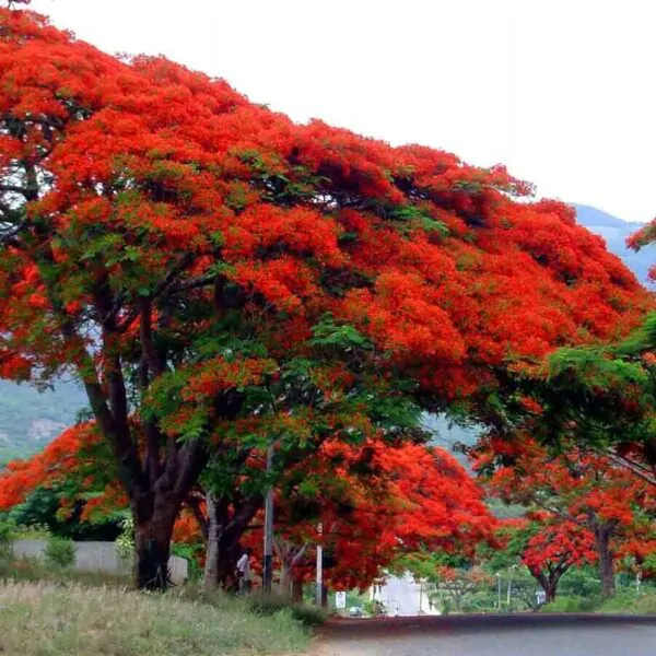 Delonix regia - Flamboyant, Royal Poinciana - Image 9