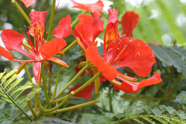 Delonix regia - Flamboyant, Royal Poinciana - Image 10