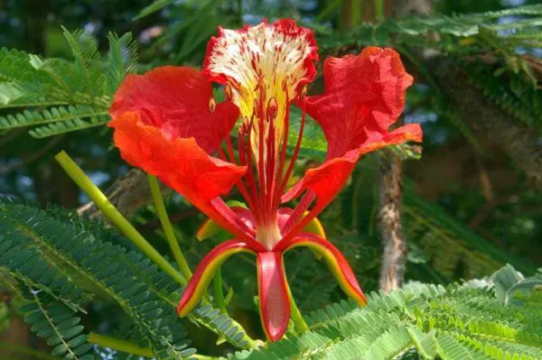 Delonix regia - Flamboyant, Royal Poinciana - Image 11