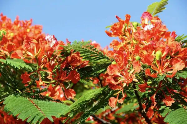 Delonix regia - Flamboyant, Royal Poinciana - Image 12