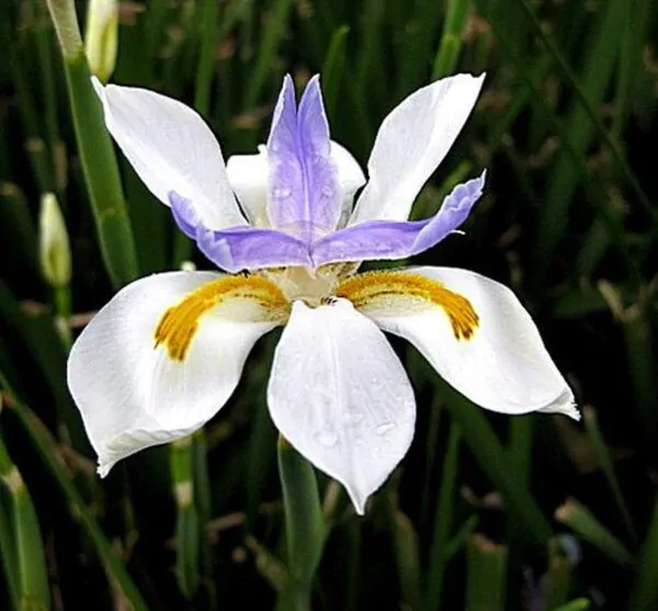 Dietes iridioides - Wood Iris