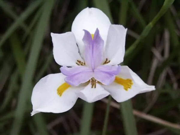 Dietes iridioides - Wood Iris - Image 2