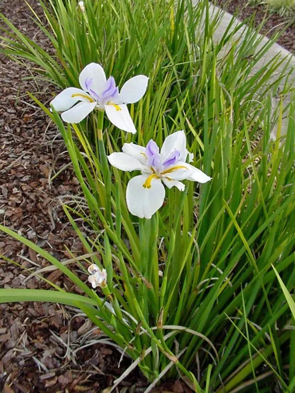 Dietes iridioides - Wood Iris - Image 3