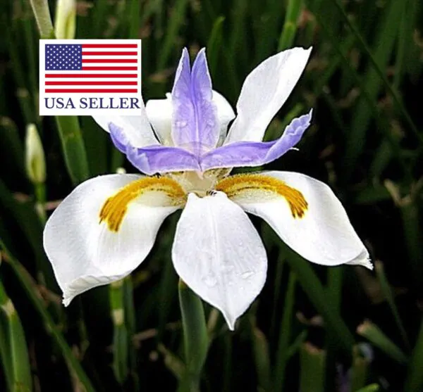 Dietes iridioides - Wood Iris - Image 4