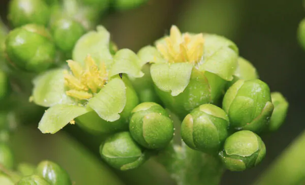 Jatropha curcas - Barbados Nut, Physic Nut, Poison Nut, Bubble Bush, Purging Nut