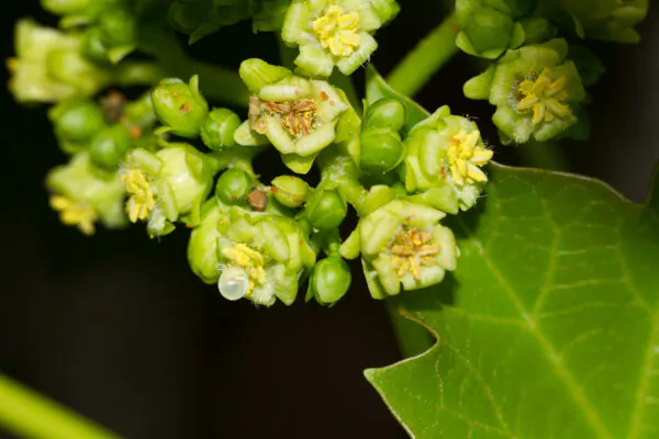 Jatropha curcas - Barbados Nut, Physic Nut, Poison Nut, Bubble Bush, Purging Nut - Image 2