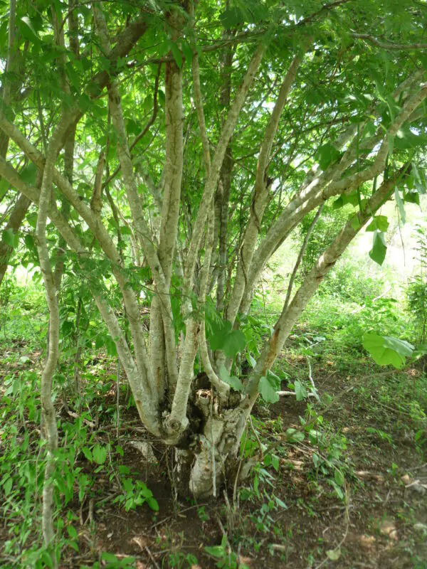 Jatropha curcas - Barbados Nut, Physic Nut, Poison Nut, Bubble Bush, Purging Nut - Image 3