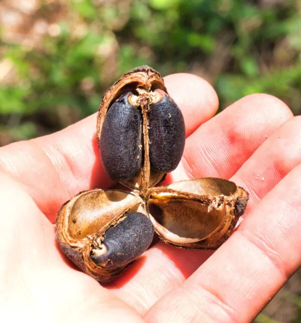 Jatropha curcas - Barbados Nut, Physic Nut, Poison Nut, Bubble Bush, Purging Nut - Image 4