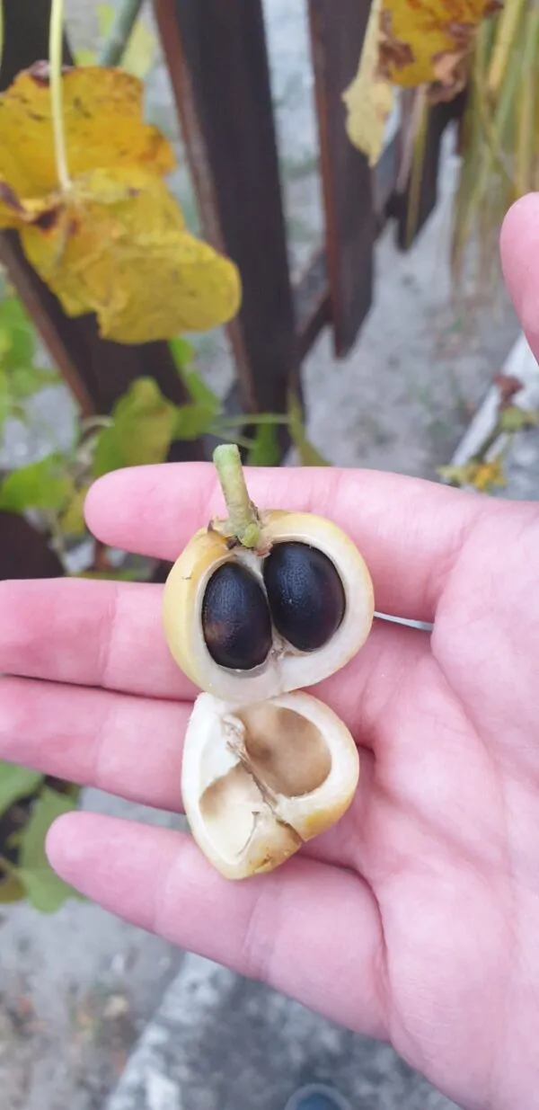 Jatropha curcas - Barbados Nut, Physic Nut, Poison Nut, Bubble Bush, Purging Nut - Image 7