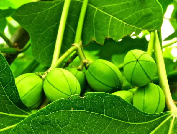 Jatropha curcas - Barbados Nut, Physic Nut, Poison Nut, Bubble Bush, Purging Nut - Image 9