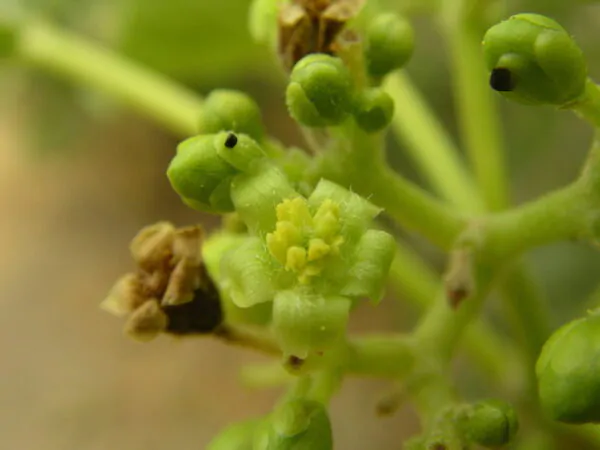 Jatropha curcas - Barbados Nut, Physic Nut, Poison Nut, Bubble Bush, Purging Nut - Image 10