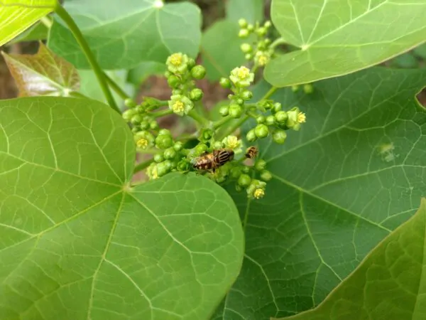 Jatropha curcas - Barbados Nut, Physic Nut, Poison Nut, Bubble Bush, Purging Nut - Image 11