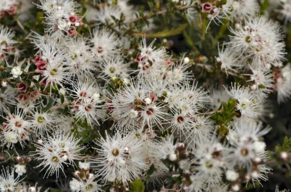 Kunzea ambigua - Tick Bush