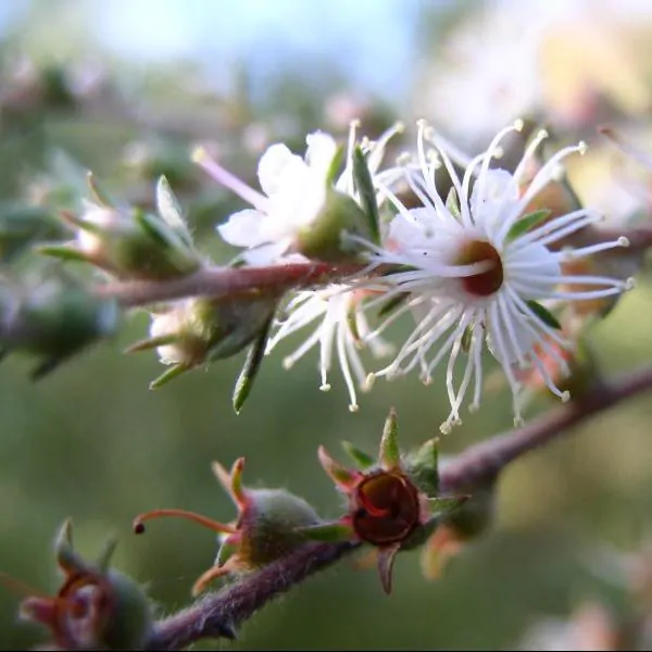 Kunzea ambigua - Tick Bush - Image 3