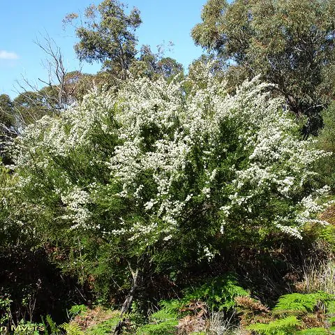 Kunzea ambigua - Tick Bush - Image 4