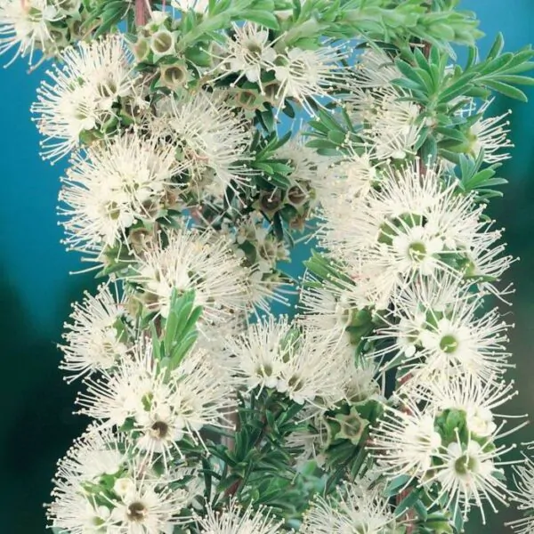 Kunzea ambigua - Tick Bush - Image 5