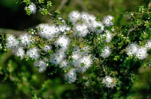 Kunzea ambigua - Tick Bush - Image 6