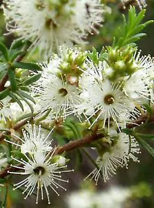 Kunzea ambigua - Tick Bush - Image 8