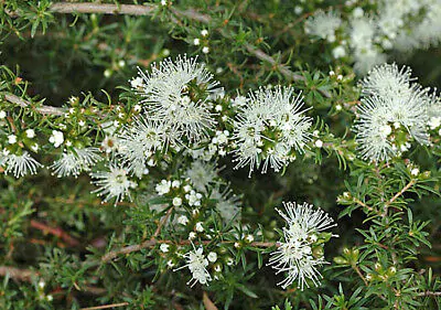 Kunzea ambigua - Tick Bush - Image 9