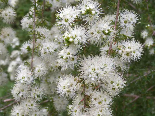 Kunzea ambigua - Tick Bush - Image 11