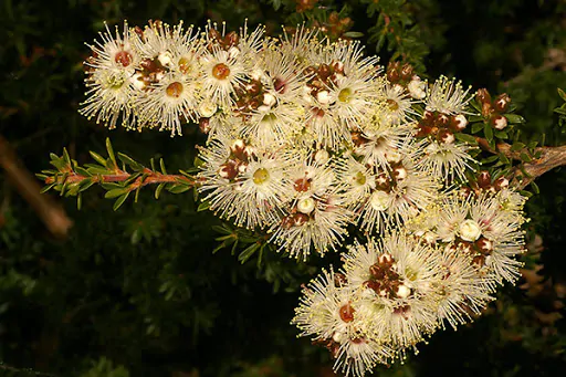 Kunzea ambigua - Tick Bush - Image 12