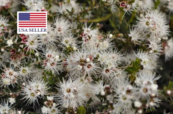 Kunzea ambigua - Tick Bush - Image 13