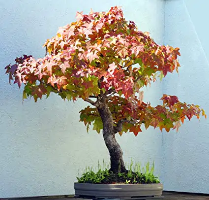 Liquidambar styraciflua - Liquidamber, sweet-gum - Image 2