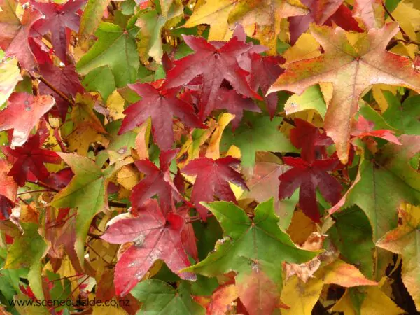 Liquidambar styraciflua - Liquidamber, sweet-gum - Image 3