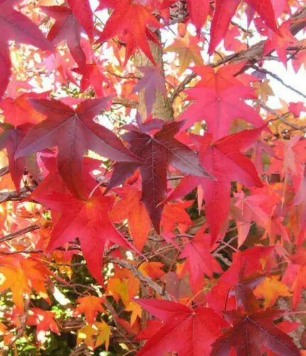 Liquidambar styraciflua - Liquidamber, sweet-gum - Image 5