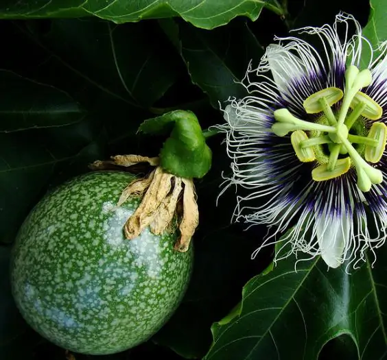 Passiflora edulis f. edulis - Gulupa Passionflower Maracuja, Chulupa, Sweet Purple Passion Fruit