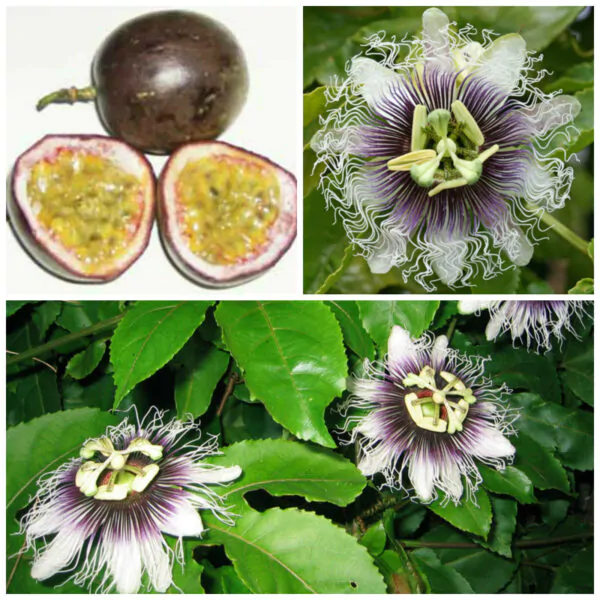 Passiflora edulis f. edulis - Gulupa Passionflower Maracuja, Chulupa, Sweet Purple Passion Fruit - Image 2