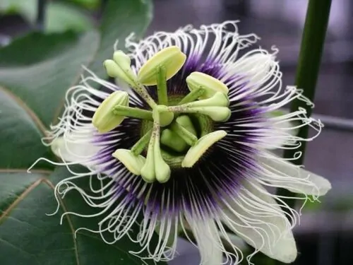 Passiflora edulis f. edulis - Gulupa Passionflower Maracuja, Chulupa, Sweet Purple Passion Fruit - Image 3