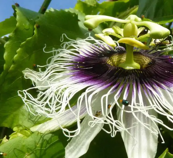 Passiflora edulis f. edulis - Gulupa Passionflower Maracuja, Chulupa, Sweet Purple Passion Fruit - Image 4