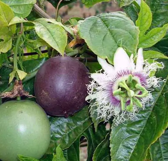 Passiflora edulis f. edulis - Gulupa Passionflower Maracuja, Chulupa, Sweet Purple Passion Fruit - Image 7