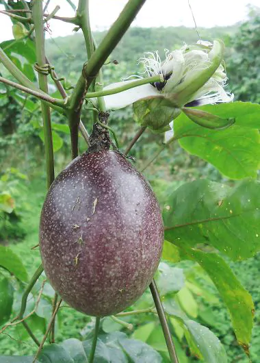 Passiflora edulis f. edulis - Gulupa Passionflower Maracuja, Chulupa, Sweet Purple Passion Fruit - Image 9