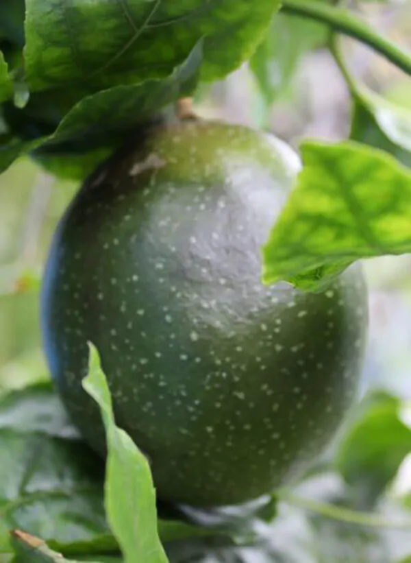 Passiflora edulis 'Tango' - Tango Passionflower Maracuja