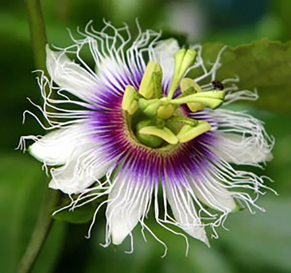 Passiflora edulis 'Tango' - Tango Passionflower Maracuja - Image 2