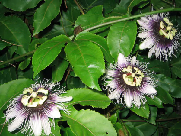 Passiflora edulis 'Tango' - Tango Passionflower Maracuja - Image 3