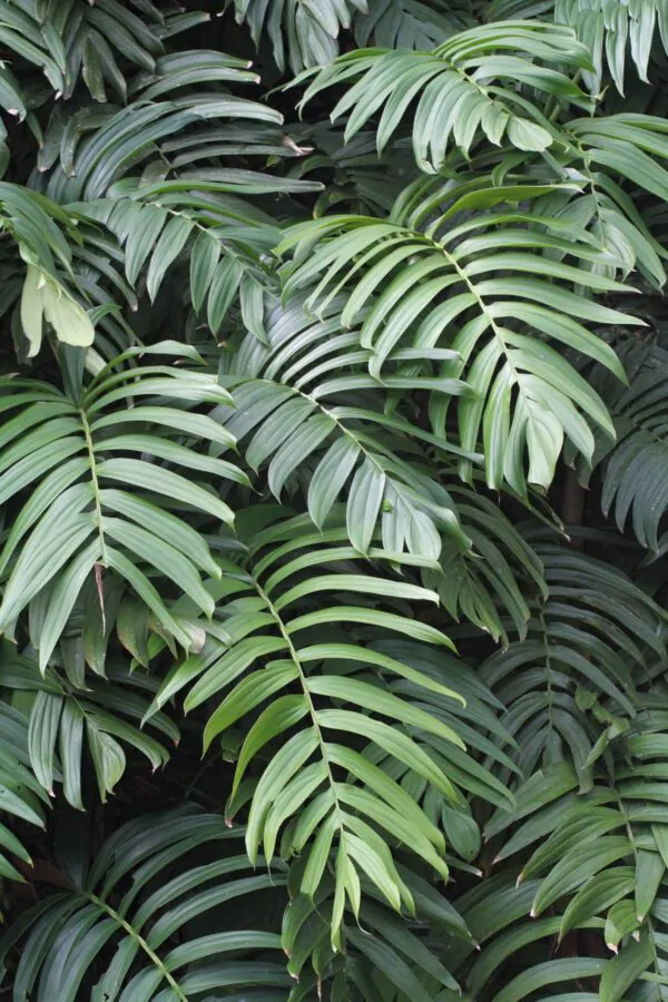 Rhaphidophora decursiva - Creeping Philodendron