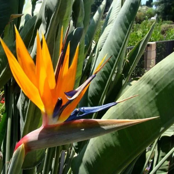 Strelitzia reginae - Orange Bird of Paradise, Crane Flower, Bird of Paradise, Isigude