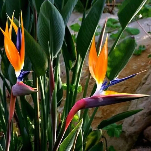 Strelitzia reginae - Orange Bird of Paradise, Crane Flower, Bird of Paradise, Isigude - Image 2