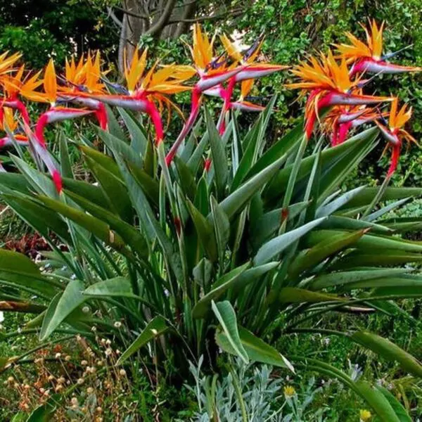 Strelitzia reginae - Orange Bird of Paradise, Crane Flower, Bird of Paradise, Isigude - Image 3